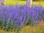 Nepeta faassenii 'Cat's Meow' PP24472 CPBR5098
cat nip