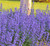 Nepeta faassenii 'Cat's Meow' PP24472 CPBR5098
cat nip