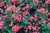 Red  Drift® Groundcover Rose | Red  Drift® x Rosa 'MEIgalpio' PP# 17,877