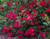 Red  Drift® Groundcover Rose | Red  Drift® x Rosa 'MEIgalpio' PP# 17,877
