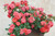 Coral Drift®
‘Meidrifora’ PP 19,148 CPBR 4,871 Shrub