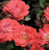 Coral Drift®
‘Meidrifora’ PP 19,148 CPBR 4,871 flowers
