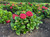Cherry-Go-Round Hydrangea | Hydrangea m. ‘HOKOMABURLAC’ UPSSAF, CPBRAF Cherry-Go-Round