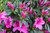 Formosa Indica Azalea -  Magenta flowers