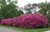 Formosa Indica Azalea -  Magenta flowers