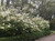 Mrs. G.G. Gerbing Azalea | Rhododendron 'Mrs. G.G. Gerbing' | 3 Gallon Plant | Free Ground Shipping