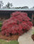 Enhance your landscape with Acer palmatum Crimson Queen! This elegant Japanese maple showcases deep red foliage, adding a burst of color to any garden. With easy care, minimal pruning needs, and adaptable to hardiness zones 5-8, it's the perfect choice for homeowners seeking vibrant beauty.