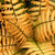 Dryopteris wallichiana 'Jurassic Gold' Alpine Wood Fern PP# 32735