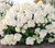 Little Hottie® Hydrangea | First Editions Hydrangea paniculata 'BAILPANONE' PP# 32,549 | Quart Plant | Free  Ground Shipping