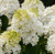 Little Hottie® Hydrangea | First Editions® Hydrangea paniculata 'BAILPANONE' PP# 32,549