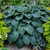 Blue Hosta | Blue Angel Hosta sieboldiana| Plantation Lily | | 1 & 3 Gallon Plants | Free Ground Shipping