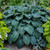 Blue Hosta | Blue Angel Hosta sieboldiana| Plantain Lily