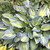 "Discover the Elegance of Hosta June: Unveil the beauty of Hosta June, a mesmerizing perennial plant known for its striking variegated leaves and vibrant color palette. From lush greens to delicate creams, experience nature's artistry in your own garden. Learn about optimal care tips and creative landscaping ideas to make Hosta June a centerpiece of your outdoor haven. Elevate your gardening journey with the captivating allure of Hosta June."