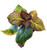 Eclipse ® Bigleaf Hydrangea quart plant