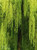 Introducing the beloved Weeping Willow tree (Salix babylonica) that has captured the hearts of countless individuals! Introducing our exquisite, ground-sweeping branches that effortlessly infuse your landscape with an unparalleled sense of grace and movement. Introducing the magnificent Weeping Willow - renowned for its enchanting, curved silhouette and graceful cascading branches. Prepare to be captivated by its irresistible charm and discover the countless wonders it holds in store. Experience the magic of an early spring with our exquisite Weeping Willow tree. Be captivated as it gracefully awakens from its slumber, boasting vibrant, emerald-green leaves that breathe life into your surroundings. Embrace the enchantment of nature's rebirth and be the first to witness the breathtaking beauty of the Weeping Willow. You won't be able to resist the allure of its slender, enchanting sage green leaves gracefully dancing in the gentle summer breeze.