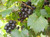 Discover the allure of Muscadine grapes, nature's antioxidant-rich treasure trove! Renowned for their unique flavor profile and exceptional health benefits, Muscadine grapes stand out as a distinctive variety within the grape family. These grapes boast a bold, sweet taste with a hint of earthiness, making them a delectable choice for both snacking and winemaking.

Muscadines are celebrated for their high levels of polyphenols, resveratrol, and other powerful antioxidants, contributing to potential health perks such as cardiovascular support and immune system enhancement. Their thick skin sets them apart, providing a satisfying pop and burst of flavor with every bite.

In our comprehensive guide, explore the fascinating world of Muscadine grapes – from their origins to cultivation tips and culinary inspirations. Learn about the various cultivars available, each with its distinct characteristics, ensuring a diverse palette of tastes for grape enthusiasts.

Whether you're a seasoned grape connoisseur or a curious newcomer, our resource serves as your go-to destination for all things Muscadine. Uncover the secrets of this versatile grape variety and unlock a world of flavor and well-being.

Indulge your senses and prioritize your health with the unparalleled appeal of Muscadine grapes. Dive into our curated content to enrich your knowledge and appreciation for these remarkable fruits, and discover why Muscadines are the perfect choice for those seeking a delightful fusion of taste and wellness.