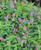 Immerse yourself in the breathtaking beauty of Buzz® Lavender Butterfly Bush
as it blooms in full splendor, creating a mesmerizing sea of purple hues. This high-quality image captures the essence of lavender fields in their prime, showcasing the vibrant and lively atmosphere of nature's masterpiece. The intoxicating fragrance and vivid colors of Buzz® Lavender Butterfly Bush come to life, offering a visual feast for those seeking the serenity and charm of lavender landscapes. Ideal for backgrounds, wallpapers, or inspiration, this stunning photograph of Buzz Lavender is a testament to the unparalleled allure of nature's botanical wonders. Explore the soothing and picturesque allure of Buzz® Lavender Butterfly Bush
with this captivating image, perfect for anyone in search of tranquility and natural beauty.