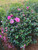 Golden, Stephanie. A stunning photograph of Camellia sasanqua in full bloom, displaying its brilliant hot pink blossoms. Stephanie Golden, brightening up your outside space with her vibrant flowers. The evergreen beauty and aesthetic appeal of Stephanie Golden are emphasized in this close-up image of its glossy and lush green foliage. Get inspired by this image that showcases the plant's adaptability in landscape design. It will provide you ideas for how to use Stephanie Golden into different garden settings. Capturing the plant in all its autumnal splendor, this shot showcases its abundant blossoming season and the stunning effect it can have on gardens in the fall. This photo shows how Stephanie Golden grows plants in the landscape , which is an excellent choice for people who don't have a lot of room or who want to spruce up their balconies and patios. The visual depiction of Stephanie Golden as a hedge highlights its ability to provide privacy, define places, and lend structure to the landscape. Ideas for Companion Planting: A photo collage of plants that would look lovely next to Stephanie Golden, creating a balanced and attractive landscape. Elegant Low-Maintenance Design: Highlight the plant's characteristics that require little attention, such as its hardiness, flexibility, and capacity to flourish with little watering. Photographs taken by Stephanie Golden at various times of year show the plant's beauty as it changes with the seasons, demonstrating that it is interesting and appealing all year round. Close-Up of Aromatic Flowers: Draw attention to the sensory delight that Stephanie Golden's flowers offer to the garden by highlighting their aromatic nature.