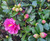 Golden, Stephanie. A stunning photograph of Camellia sasanqua in full bloom, displaying its brilliant hot pink blossoms. Stephanie Golden, brightening up your outside space with her vibrant flowers. The evergreen beauty and aesthetic appeal of Stephanie Golden are emphasized in this close-up image of its glossy and lush green foliage. Get inspired by this image that showcases the plant's adaptability in landscape design. It will provide you ideas for how to use Stephanie Golden into different garden settings. Capturing the plant in all its autumnal splendor, this shot showcases its abundant blossoming season and the stunning effect it can have on gardens in the fall. This photo shows how Stephanie Golden grows plants in the landscape , which is an excellent choice for people who don't have a lot of room or who want to spruce up their balconies and patios. The visual depiction of Stephanie Golden as a hedge highlights its ability to provide privacy, define places, and lend structure to the landscape. Ideas for Companion Planting: A photo collage of plants that would look lovely next to Stephanie Golden, creating a balanced and attractive landscape. Elegant Low-Maintenance Design: Highlight the plant's characteristics that require little attention, such as its hardiness, flexibility, and capacity to flourish with little watering. Photographs taken by Stephanie Golden at various times of year show the plant's beauty as it changes with the seasons, demonstrating that it is interesting and appealing all year round. Close-Up of Aromatic Flowers: Draw attention to the sensory delight that Stephanie Golden's flowers offer to the garden by highlighting their aromatic nature.