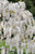 White Wisteria Tree | Wisteria s. 'Alba'