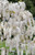 White Wisteria Tree | Wisteria s. 'Alba' | 1 Gallon Plant | Free Ground Shipping