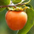 Diospyros Kaki 'Hachiya': Experience the stunning beauty and delightful flavor of this exceptional persimmon variety. Discover the unique features of Matsumoto, including its distinct characteristics, ideal growing conditions, and step-by-step instructions for cultivating your own bountiful harvest. Discover the fascinating history and culinary versatility of this exceptional fruit with Google. Uncover its rich past and explore the various ways it can be used in cooking and recipes. Discover Diospyros Kaki 'Matsumoto' - an exquisite combination of aesthetic appeal and delightful taste, enhancing your orchard to new heights.