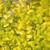 'Sunshine’ Ligustrum