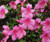 Chinzan Satsuki Azalea | Hot Pink Blooming Azalea | Chinzan satsuki Azalea | 1 & 3 Gallon Plant | Free shipping