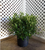 Frost Proof Gardenia | Gardenia jasminoides 'Frost proof'