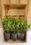 Frost Proof Gardenia | Gardenia jasminoides 'Frost proof'