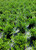 Take a peek at our growing beds, where our 3-gallon Gardenia Radicans are grown. These beautiful plants, which are in carefully taken care of and are the result of years of experience for our staff. Each beautiful flower shows how well the skilled hands that care for them make sure they are of the highest quality. Our hardworking staff carefully grows these Gardenia Radicans, choosing and taking care of each plant with great care. This beautiful picture shows the thriving beauty of our current crop and captures the essence of our dedication to excellence. Our 3-gallon Gardenia Radicans, which were meticulously produced by experienced professionals, will make your garden look better than ever.