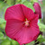 Discover the vibrant beauty of Luna Hibiscus red flowers at www.shopplantfactory.com, where you can browse through a stunning selection and enjoy free shipping on every order. Indulge in the vibrant beauty of these stunning, crimson flowers that are sure to bring a burst of color to your garden or living space. Ideal for plant enthusiasts who are looking for top-notch quality.