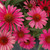 Kismet® Raspberry Coneflower | Echinacea hybrid 'TNECHKR' PP #28,768