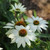 PowWow Whitey Coneflower | Echinacea purpurea POWWOW® White