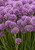 'Serendipity' Allium | Ornamental Onion