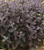 Sedum 'Back in Black' PP33632 CPBRAF