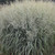 Prairie Winds® 'Niagara Falls' Switch Grass|  Panicum virgatum | Quart Plant | Free Ground Shipping