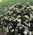 Daisy Duke™ Gardenia | Gardenia augusta Daisy Duke™  ‘RLH-GA1’ PP30894