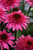 The Double Scoop™ Watermelon Deluxe Coneflower showcases a stunning display of vibrant, double-layered deep pink petals, reminiscent of a delicious watermelon slice. The flower is beautifully complemented by its strong, deep green foliage, resulting in a striking visual contrast. This perennial brings a burst of summer joy to any garden with its vibrant and captivating colors.