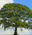 Sawtooth Oak Tree | Quercus acutissima