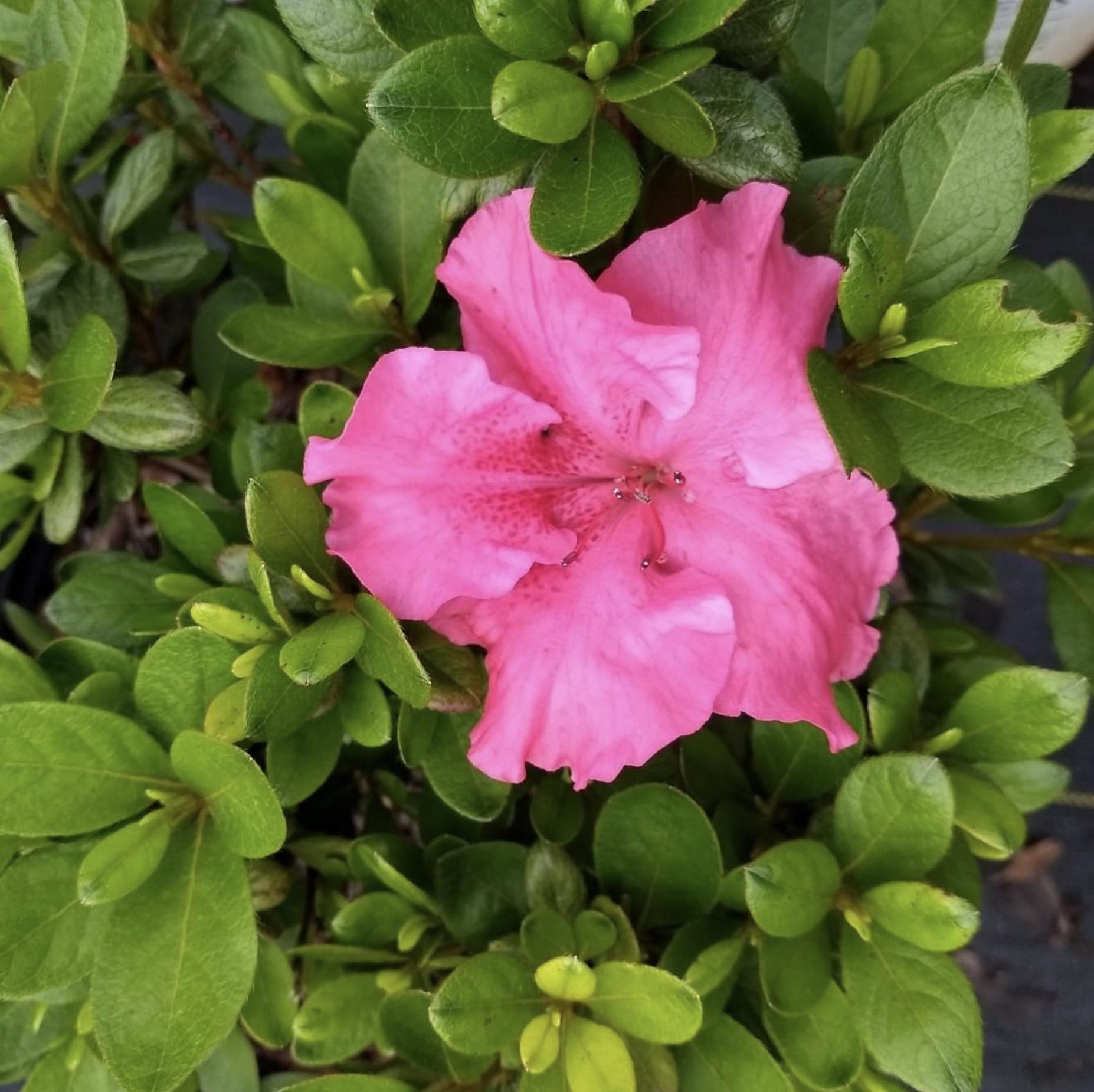 Azalea Bloom