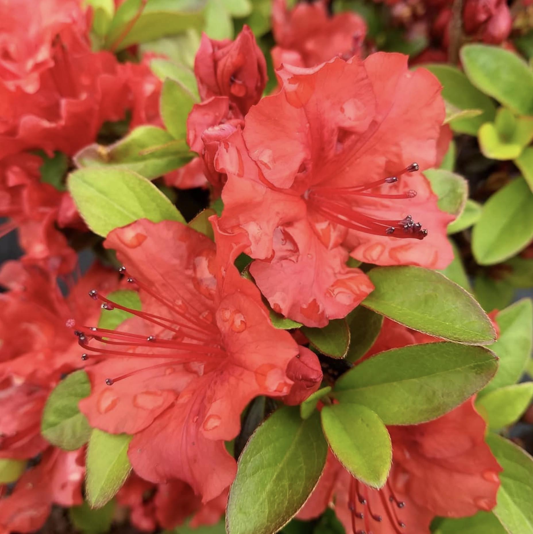 Azalea Girard 'Hot Shot'