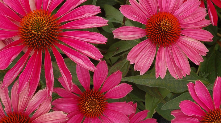 Pink perennial flowers