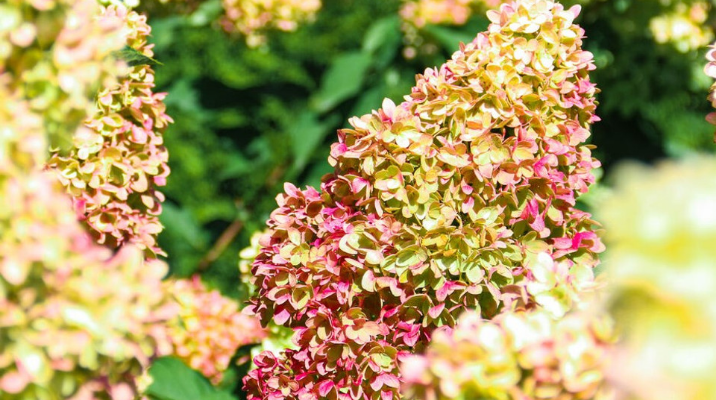 Green and pink flowering shrub