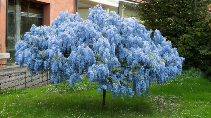 Small tree with long blue flowers