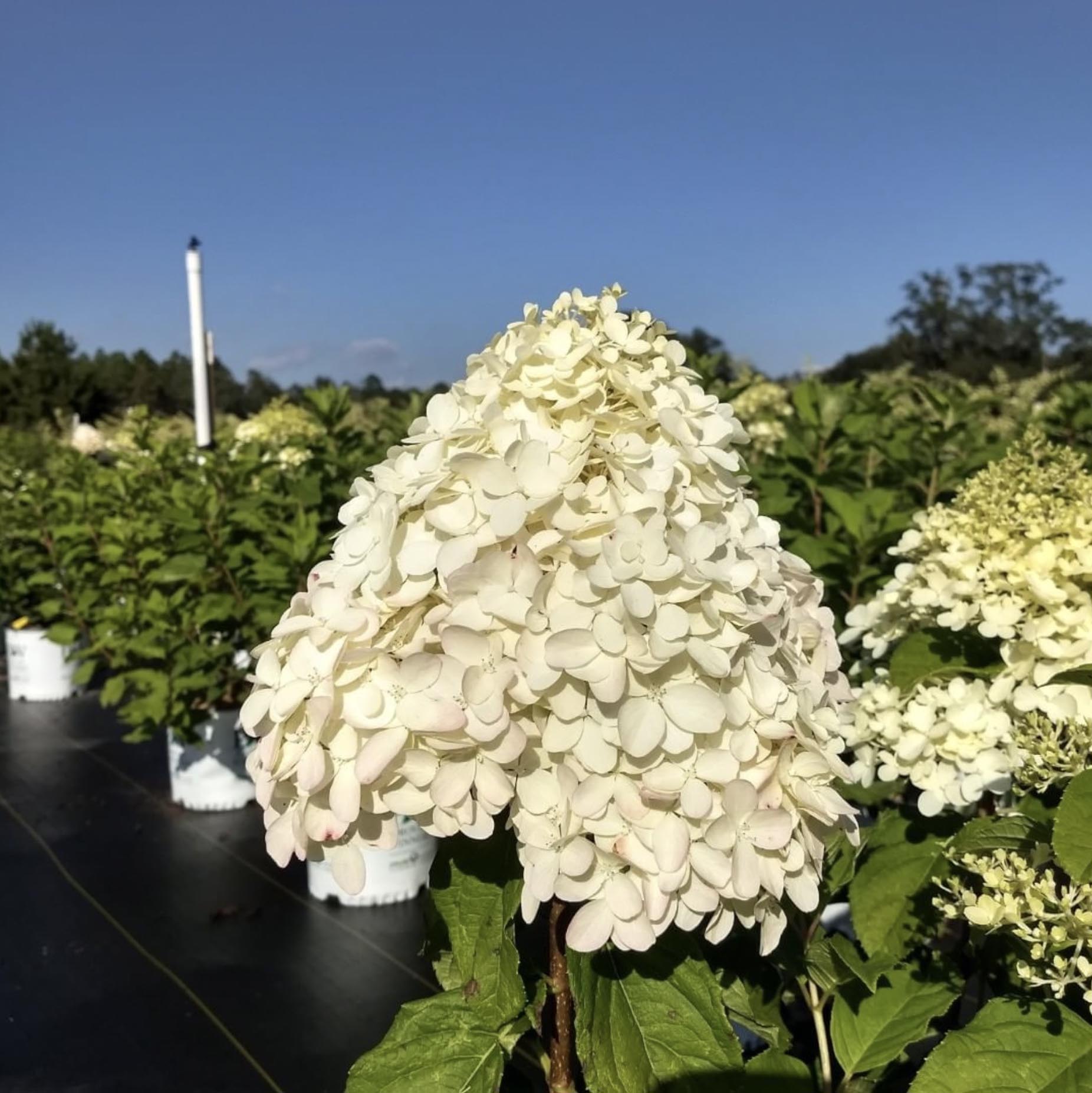 Hydrangea Limelight