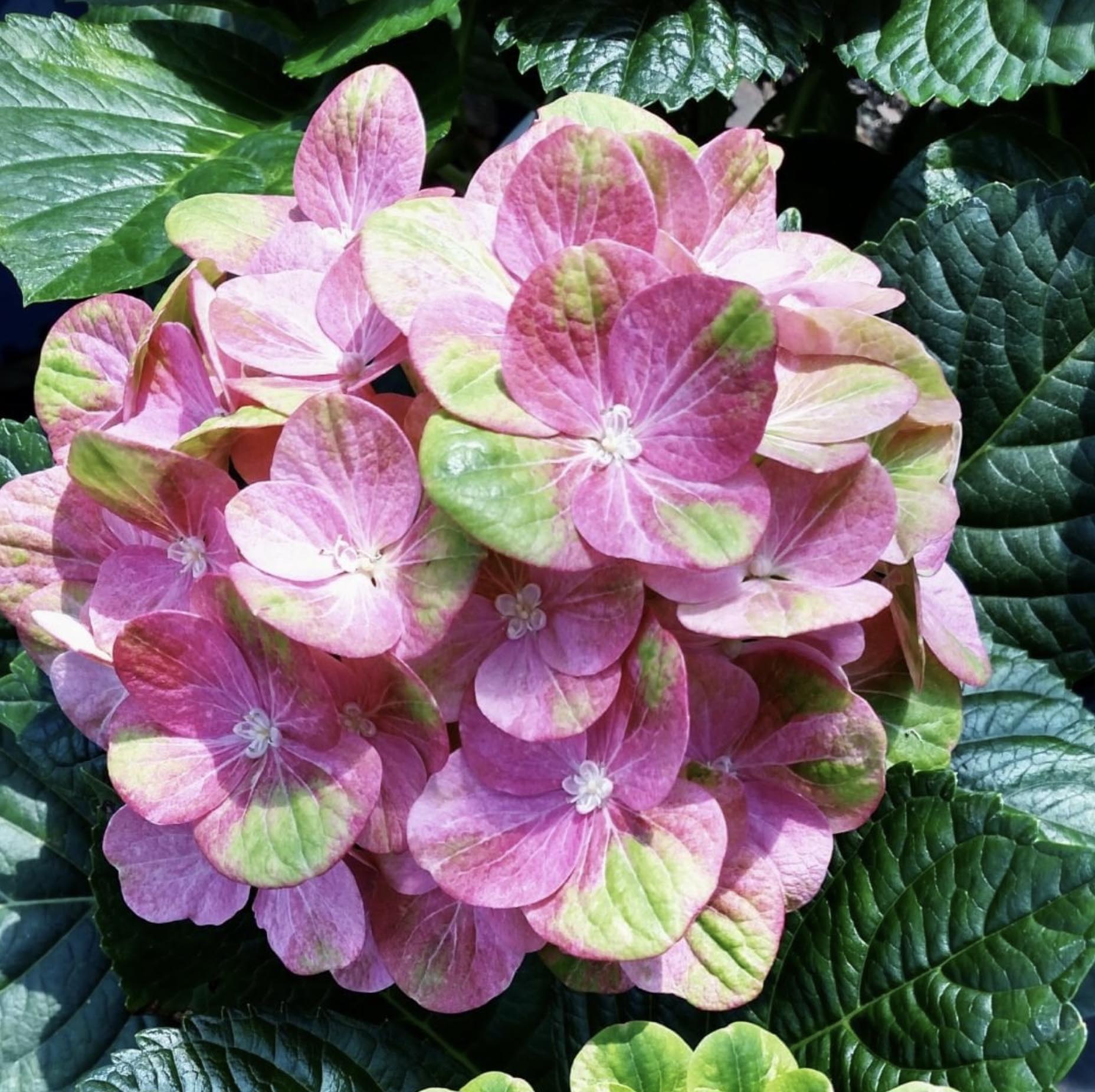 Hydrangea Tilt-a-Swirl