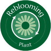 Reblooming