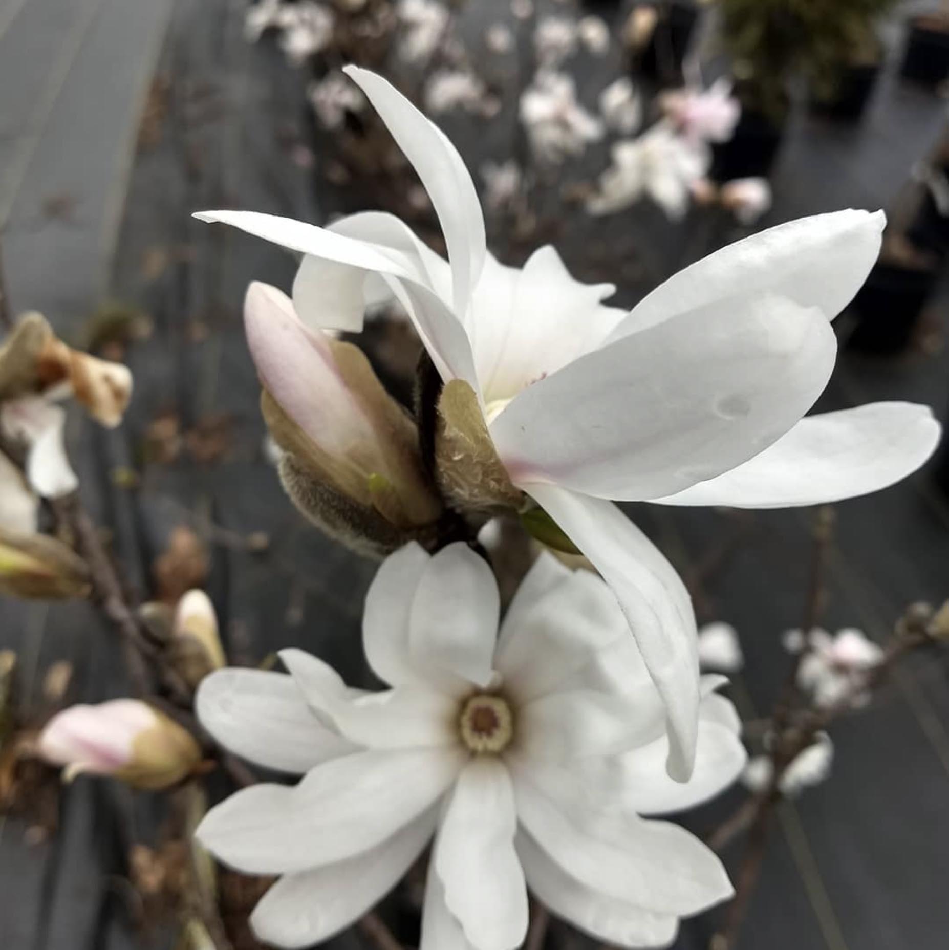 Magnolia Royal Star