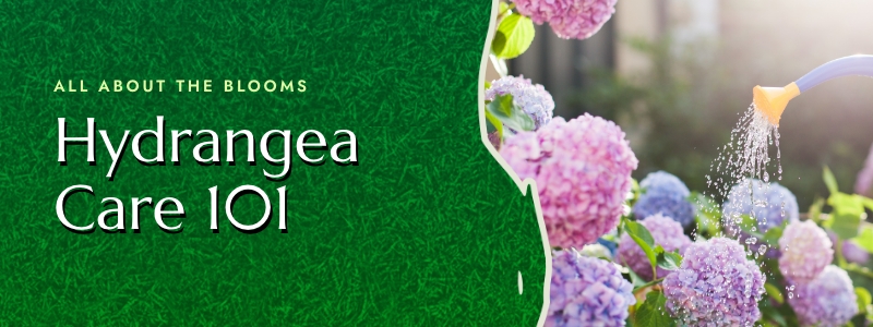 Hydrangea Care 101
